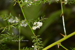 Asparagus gonoclados